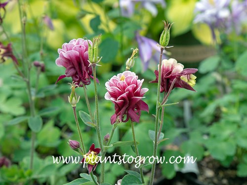 Winky Double Red White Columbine (Aquilegia vulgaris)
image by Paul S Drobot